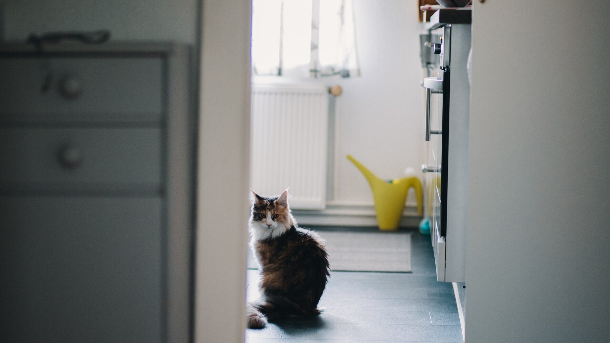  Photo of a hallway in a home with a cat and a watering can. 