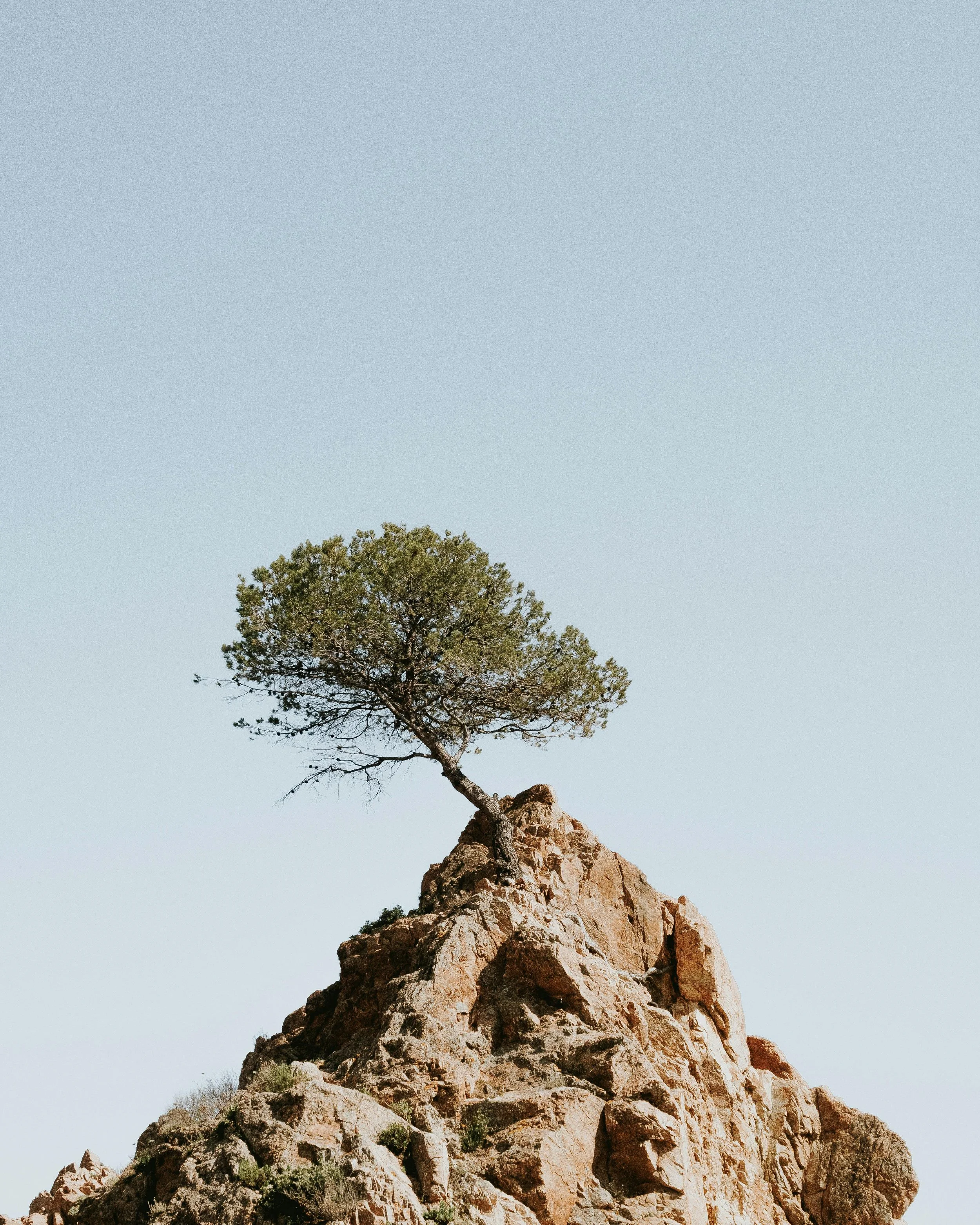 A solitary pine tree growing on top of a rocky hill against a clear blue sky.