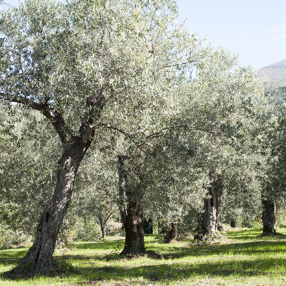 organic olive &nbsp;grove in Italy, ancient olive trees in Italy 