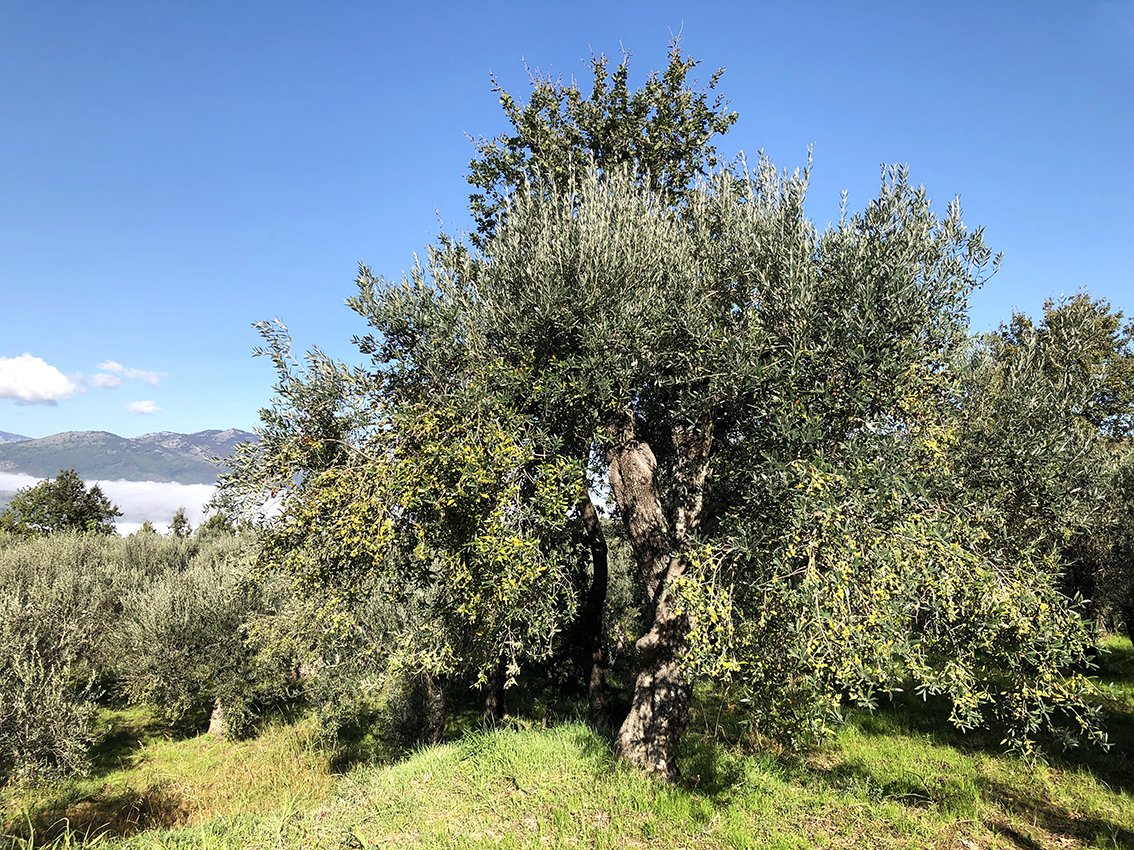 Collana Verde Olive farm (Copy)