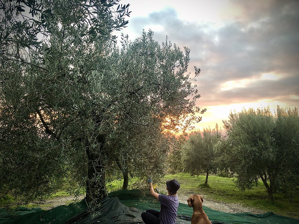 Picking Olives at Collana Verde farm (Copy)