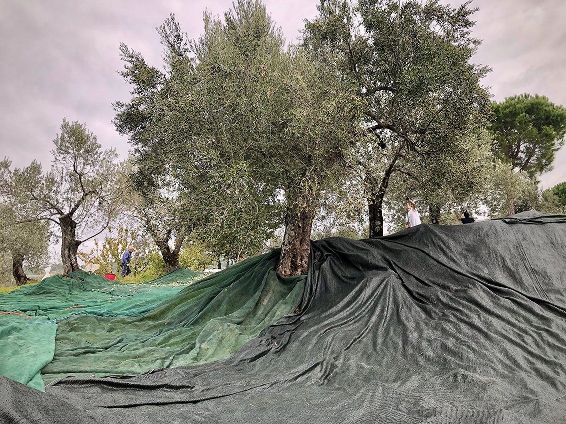 Gennaro during olive harvest.jpg