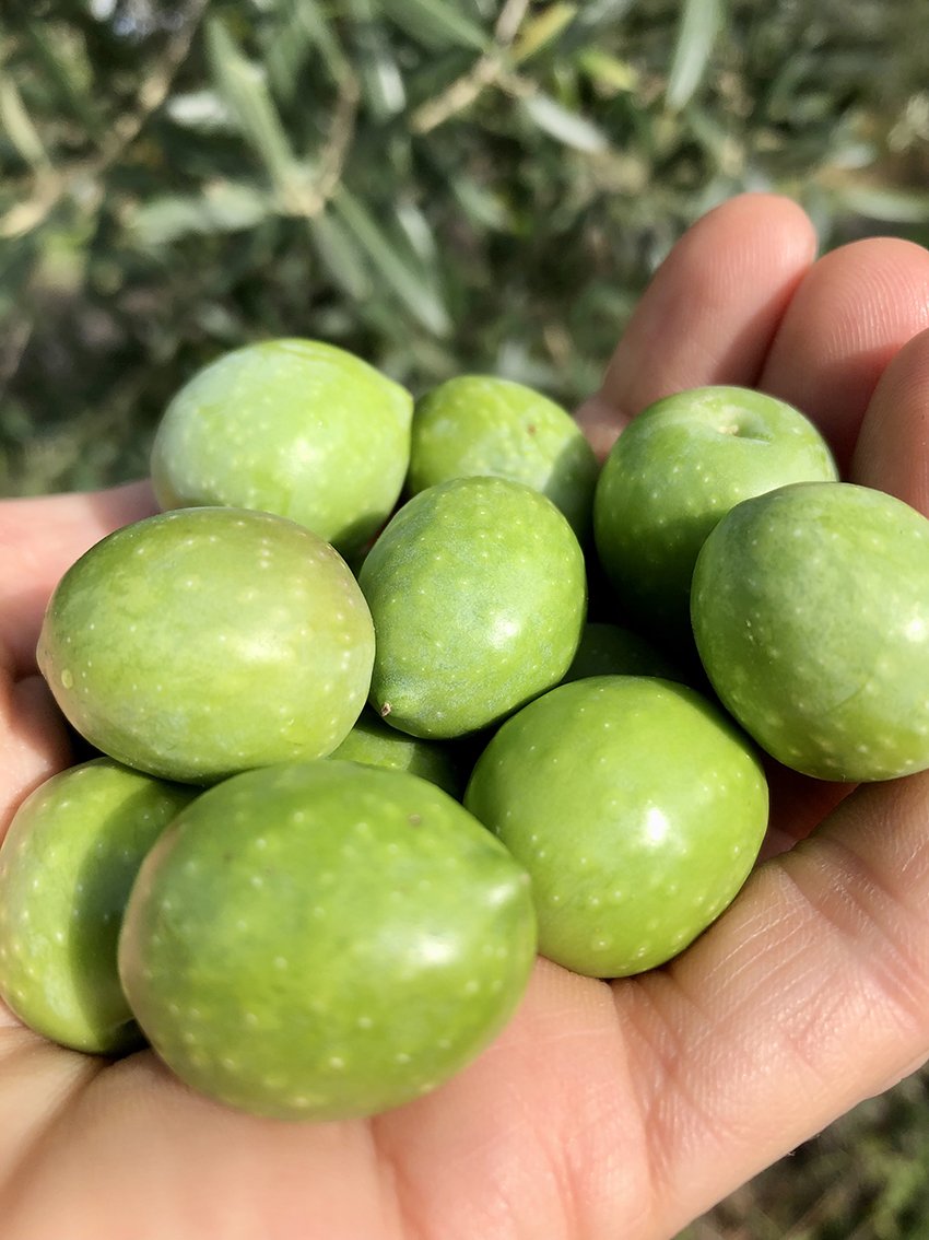 itrana olives in a palm.jpg