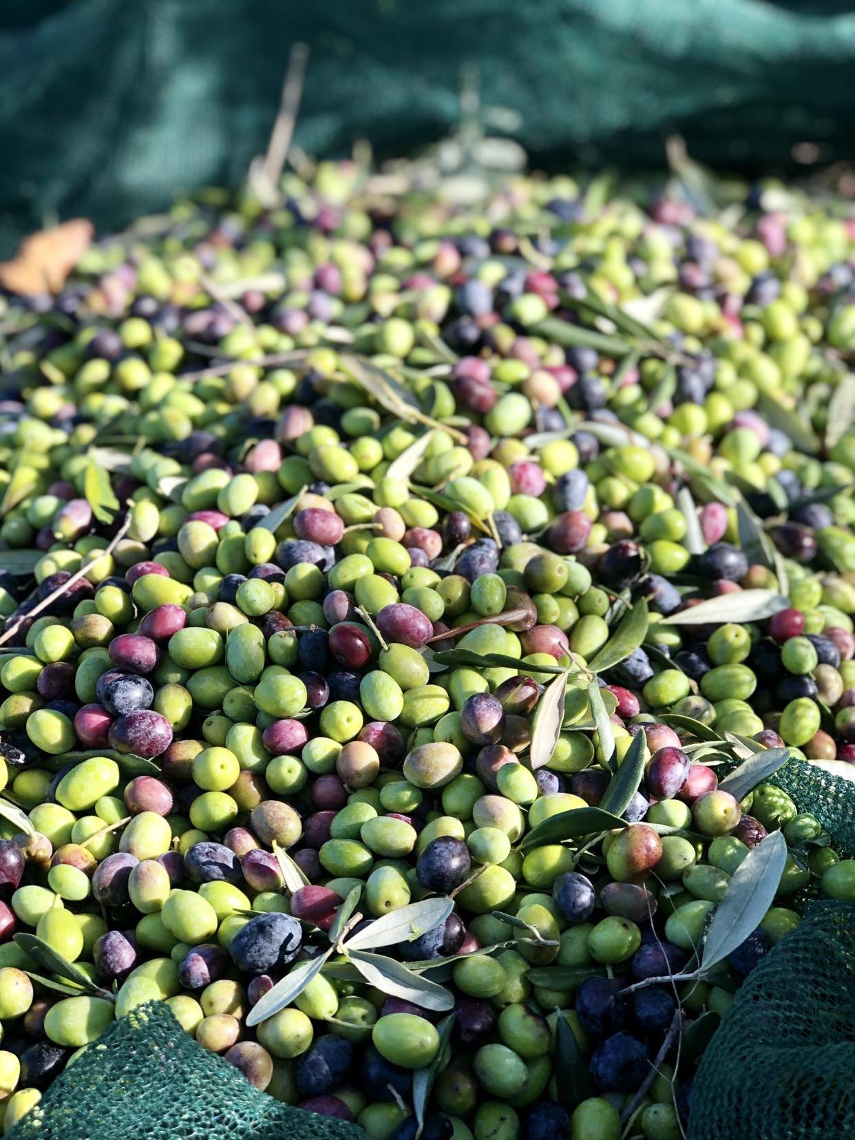 olives picked during harvest.jpg