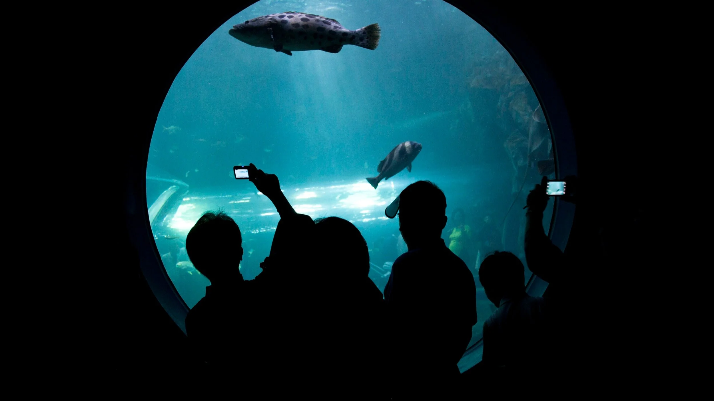 Free Virtual Field Trips and Activities for Families in Quarantine