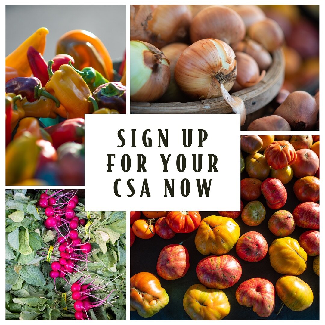 🍅🥬Join the Farm Fresh Movement! Support local farmers and feast on fresh, seasonal goodness with Community-Supported Agriculture (CSA)

📦What&rsquo;s CSA? It&rsquo;s your ticket to a weekly or bi-weekly box of local farm treasures!

🌿 Why CSA? It