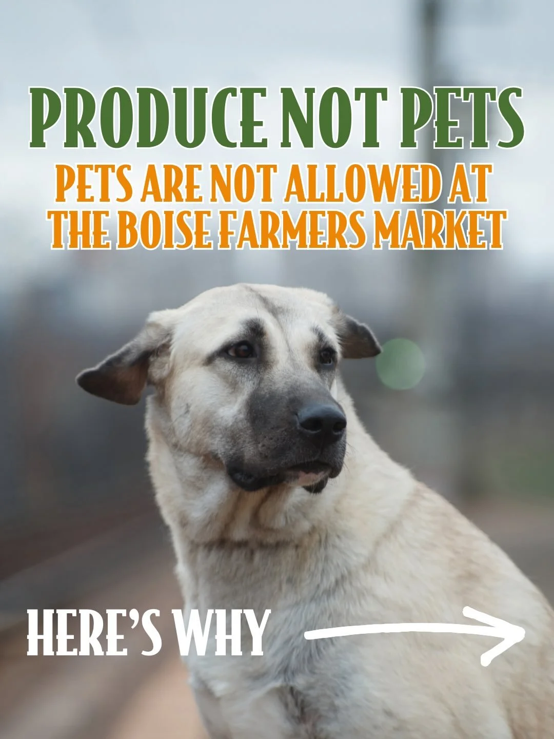 The Boise Farmers Market does not allow pets. We love dogs, but we don&rsquo;t love dogs at the market. Let&rsquo;s explore a little deeper into why we have this market rule:

🥕Food Safety and Sanitation: Dogs can bring messes and contamination, end