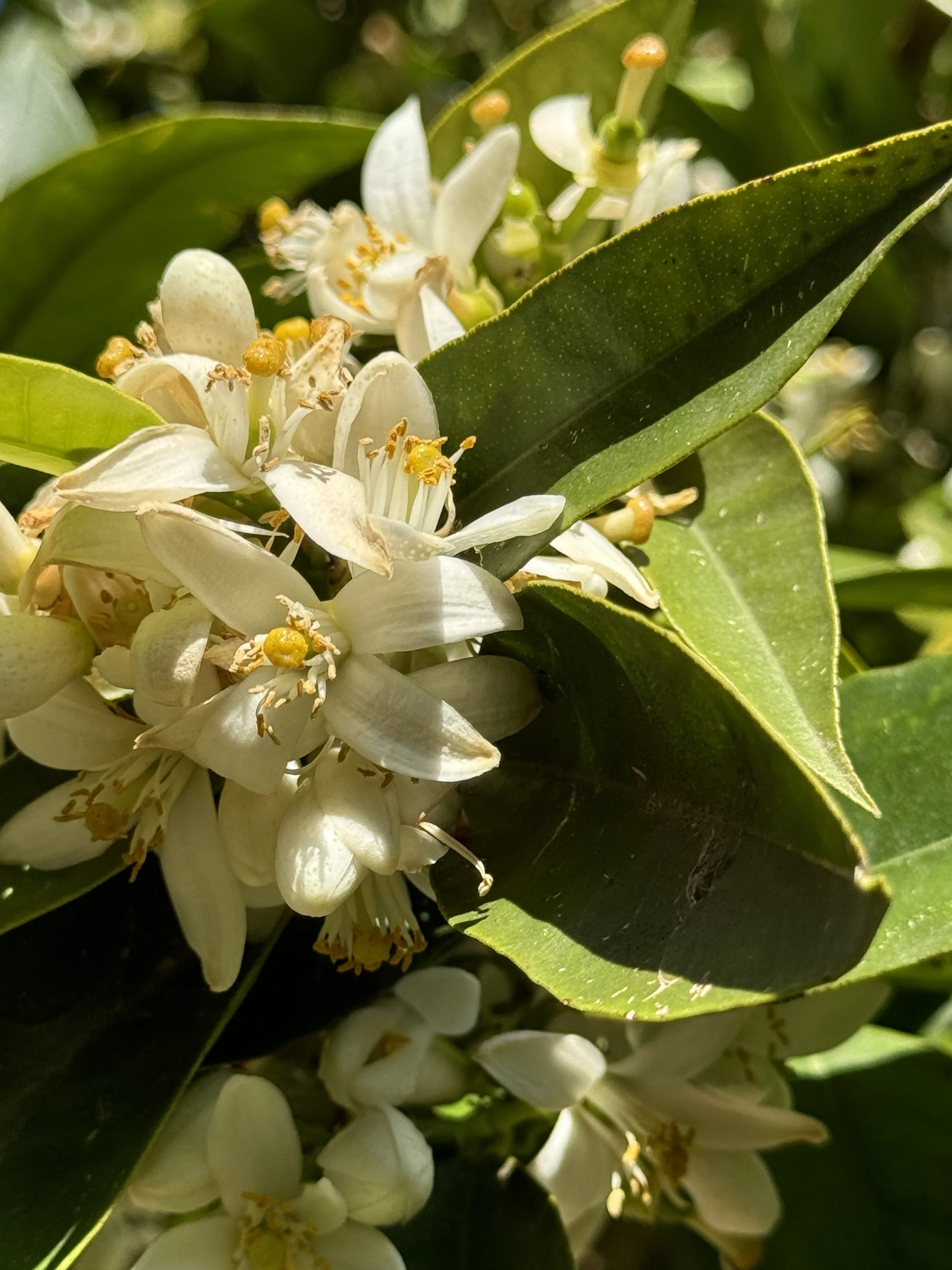 BLOOM: Beltane Womb Ceremony 