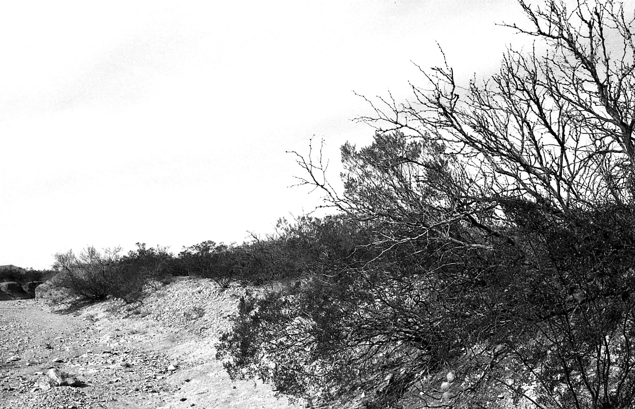 Arroja, Chihuahua Desert, New Mexico. 1991. 