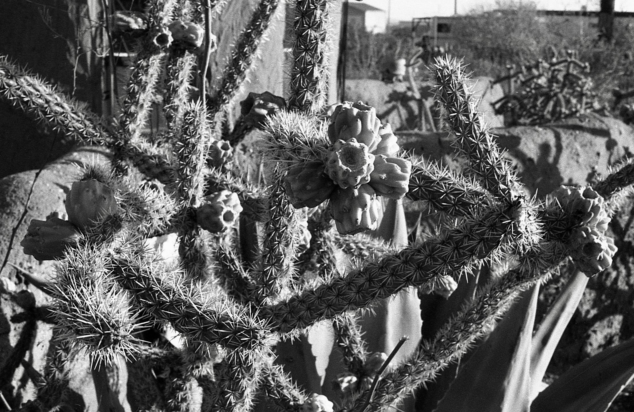 Beattas Garden, New Mexico. 1991. 