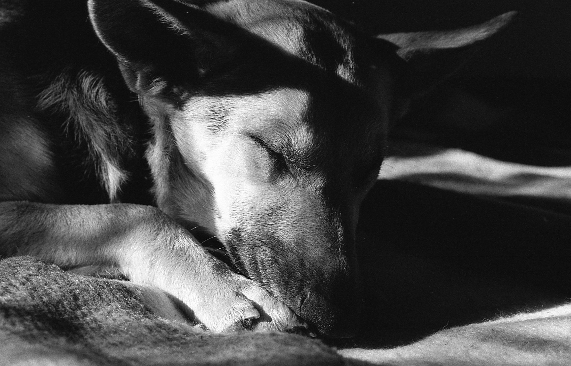 Phoebe_3. New Mexico. 1991. 