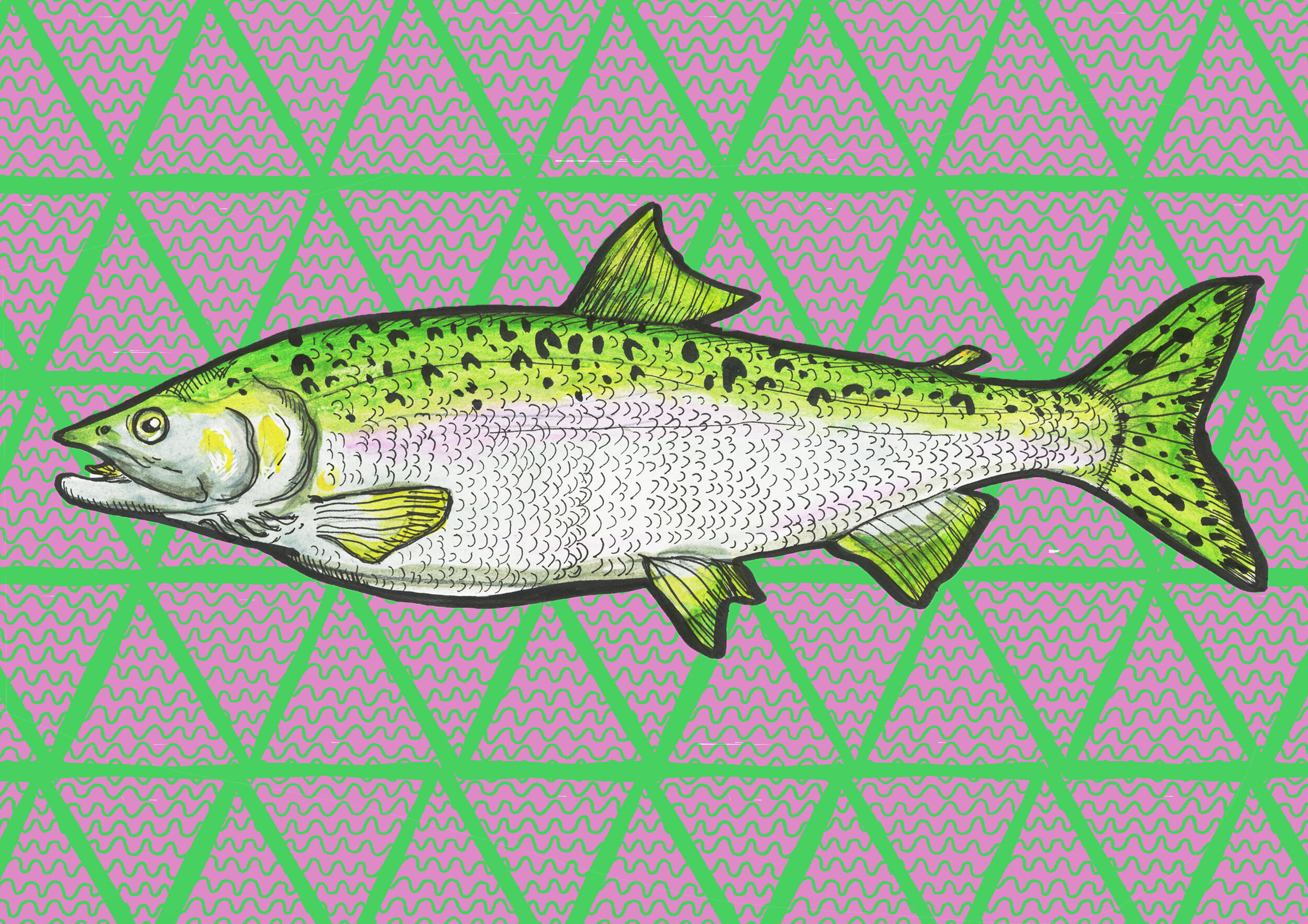 salmon .jpg