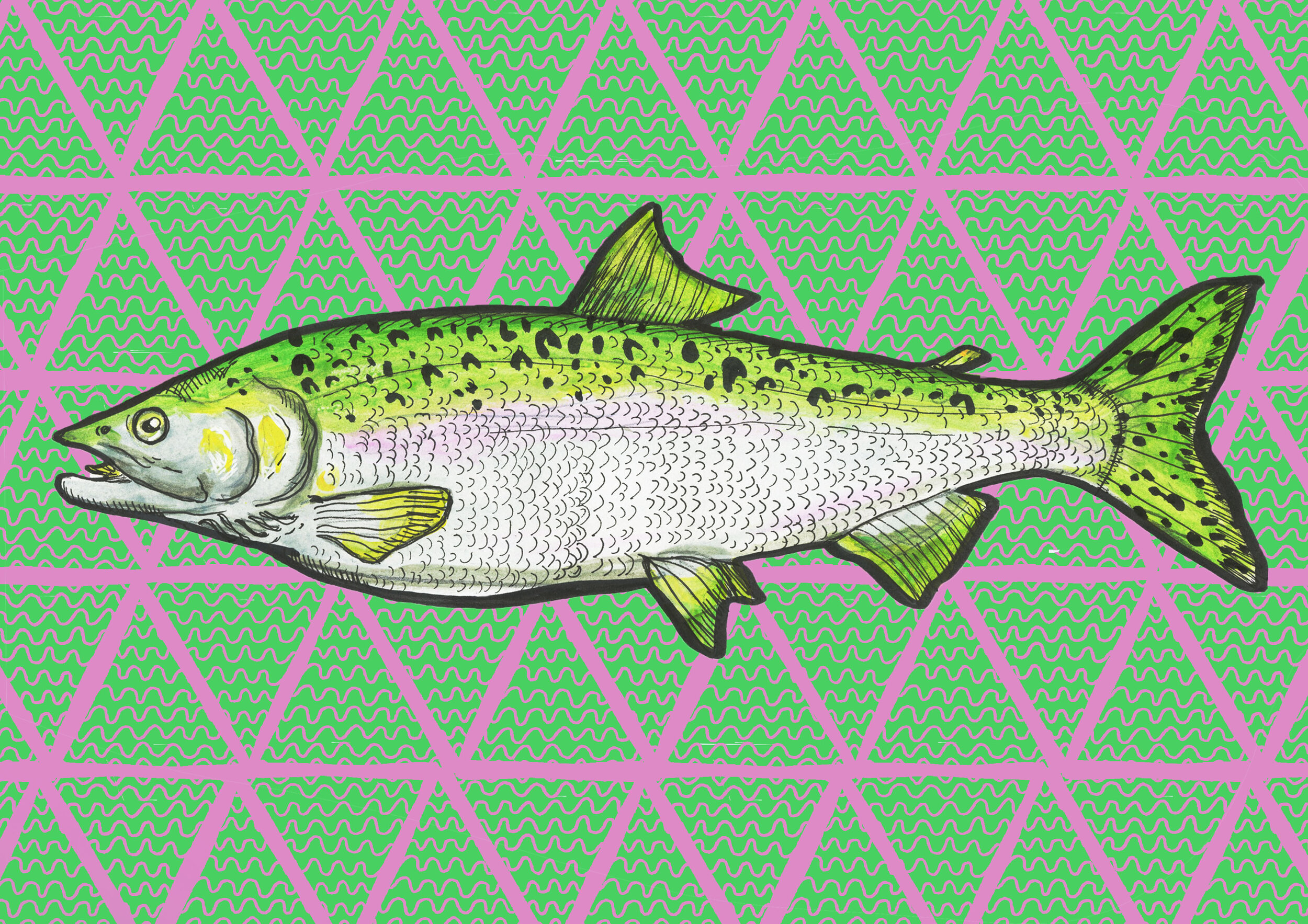 salmon 2 .jpg