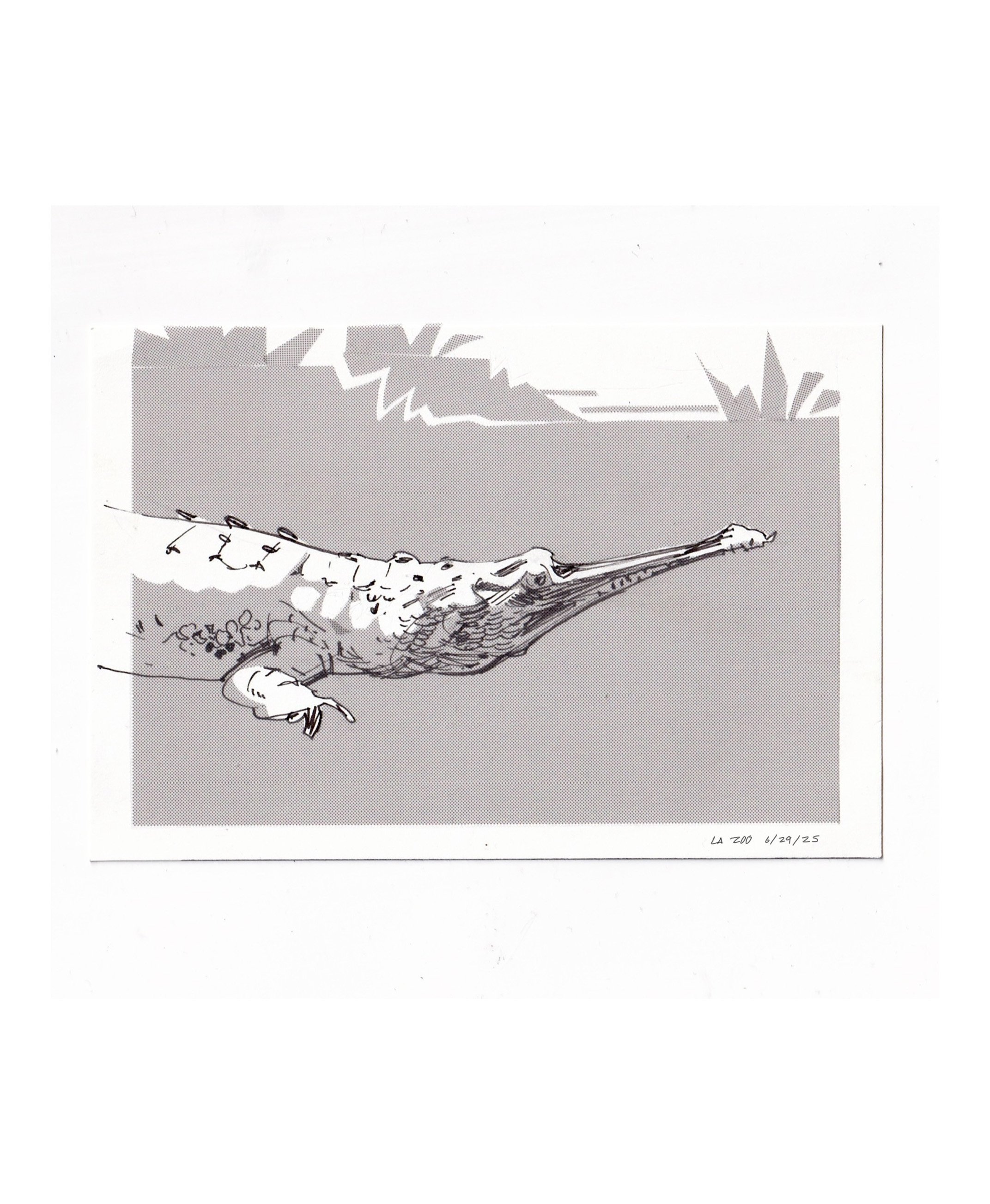 GharialScreentone_2025zoo.jpg