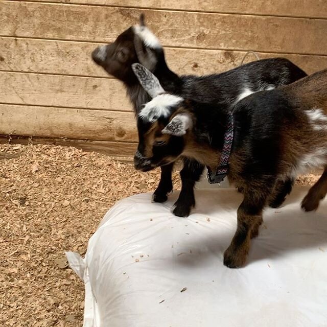 Meet Daisy and Clover! 4 weeks old and full of energy and love!