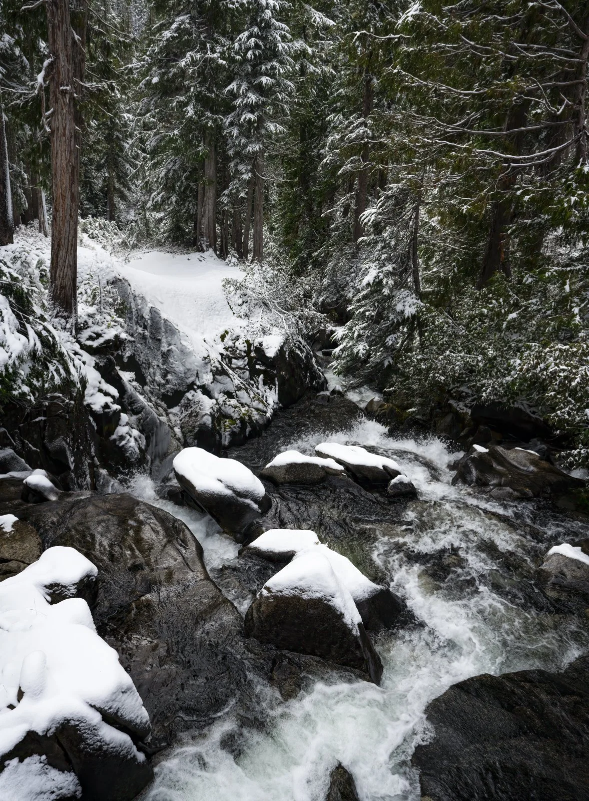 Rainier Stream and Tree IG.JPG
