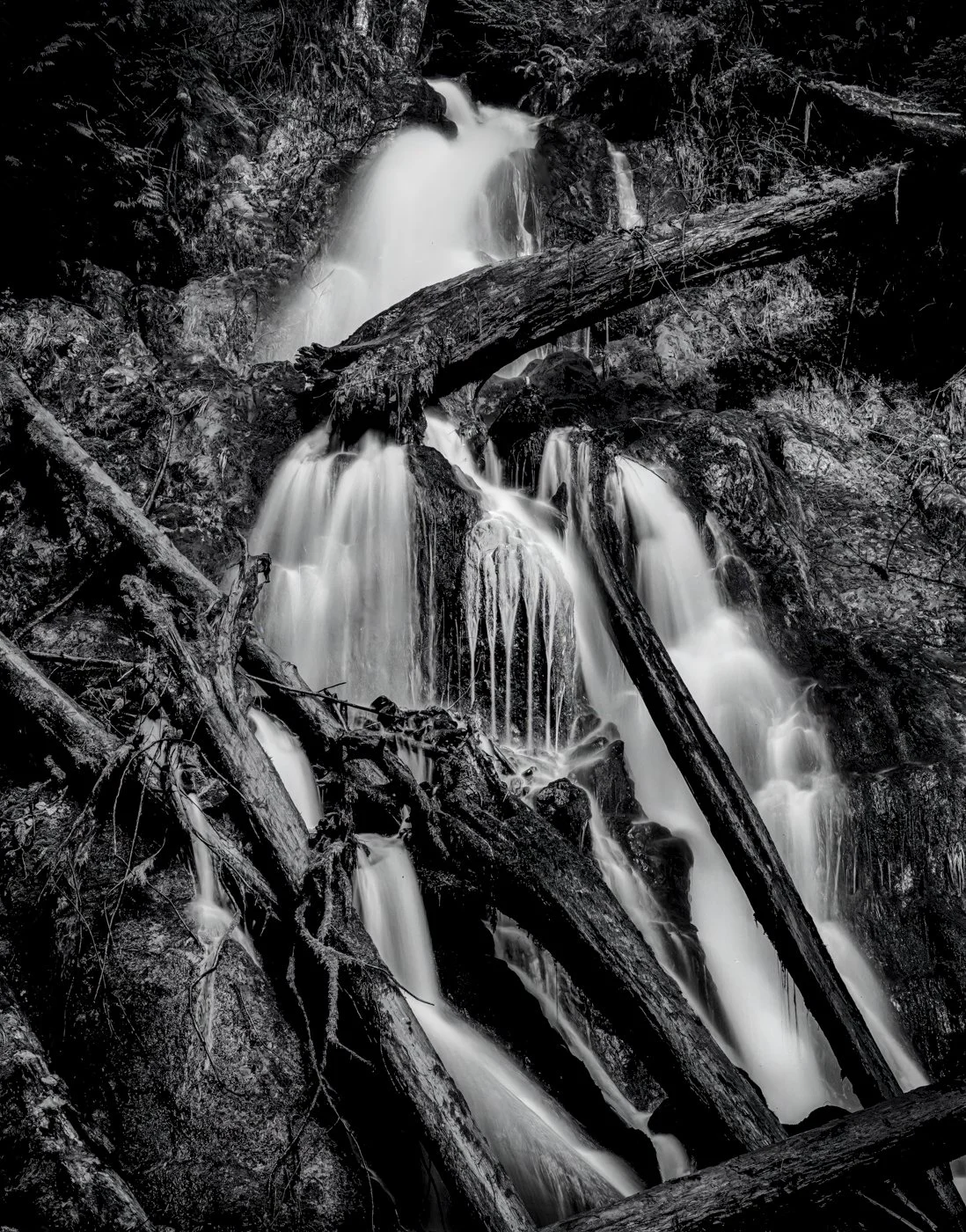 Trees in Waterfalls IG.JPG