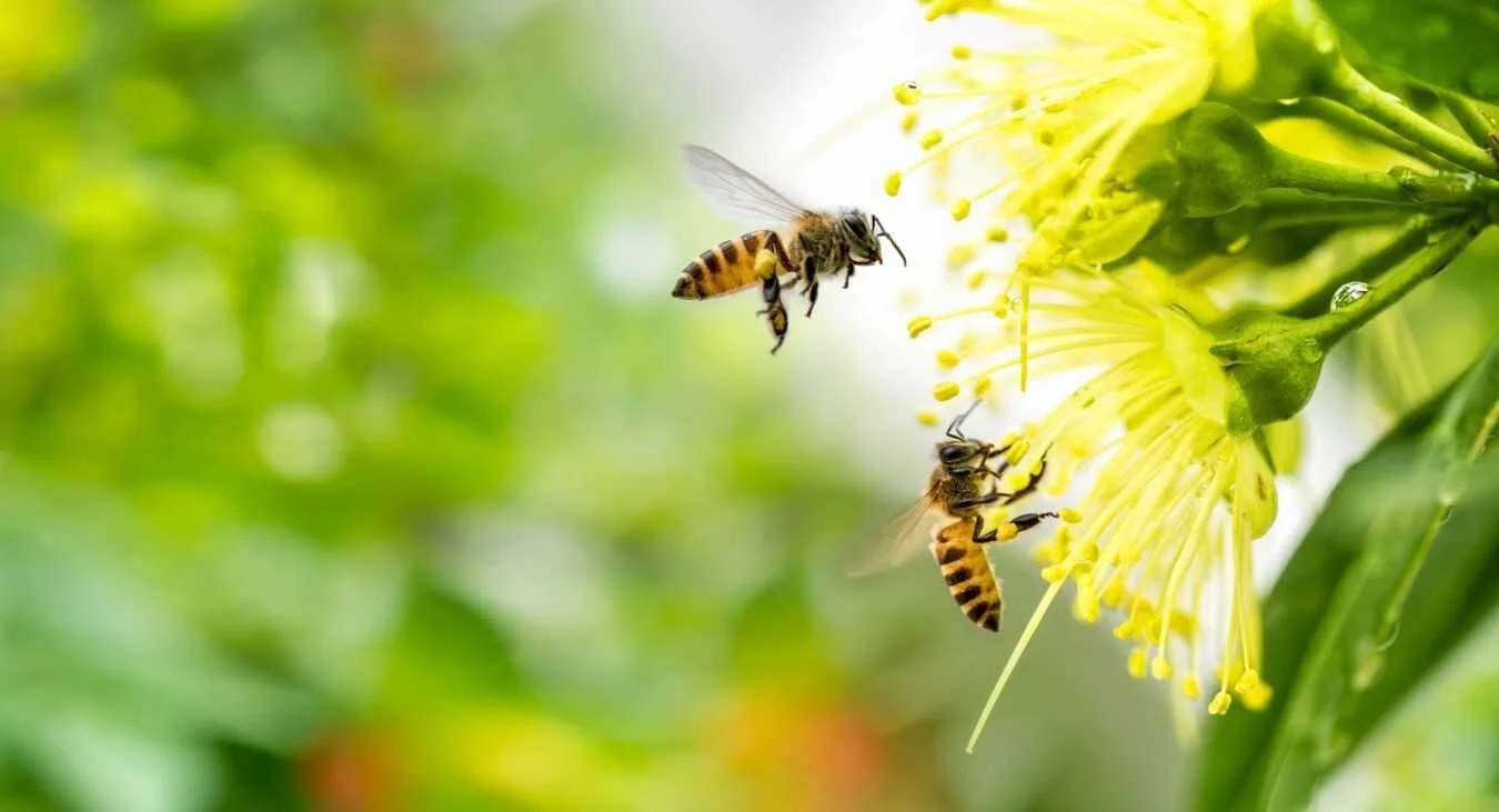 Zero Waste, Organic, Free Insecticides. But Do We Need Them?