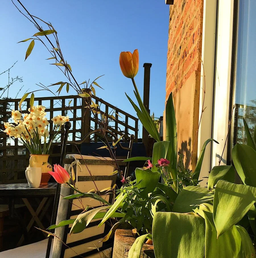 21 Ways to the Perfect Garden with NO MONEY. Eco-friendly and Zero Waste.