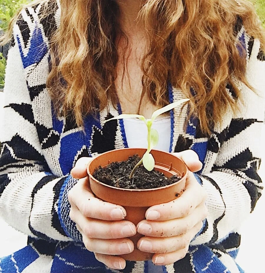 How to Source Budget Organic Plants. Garden for Free.