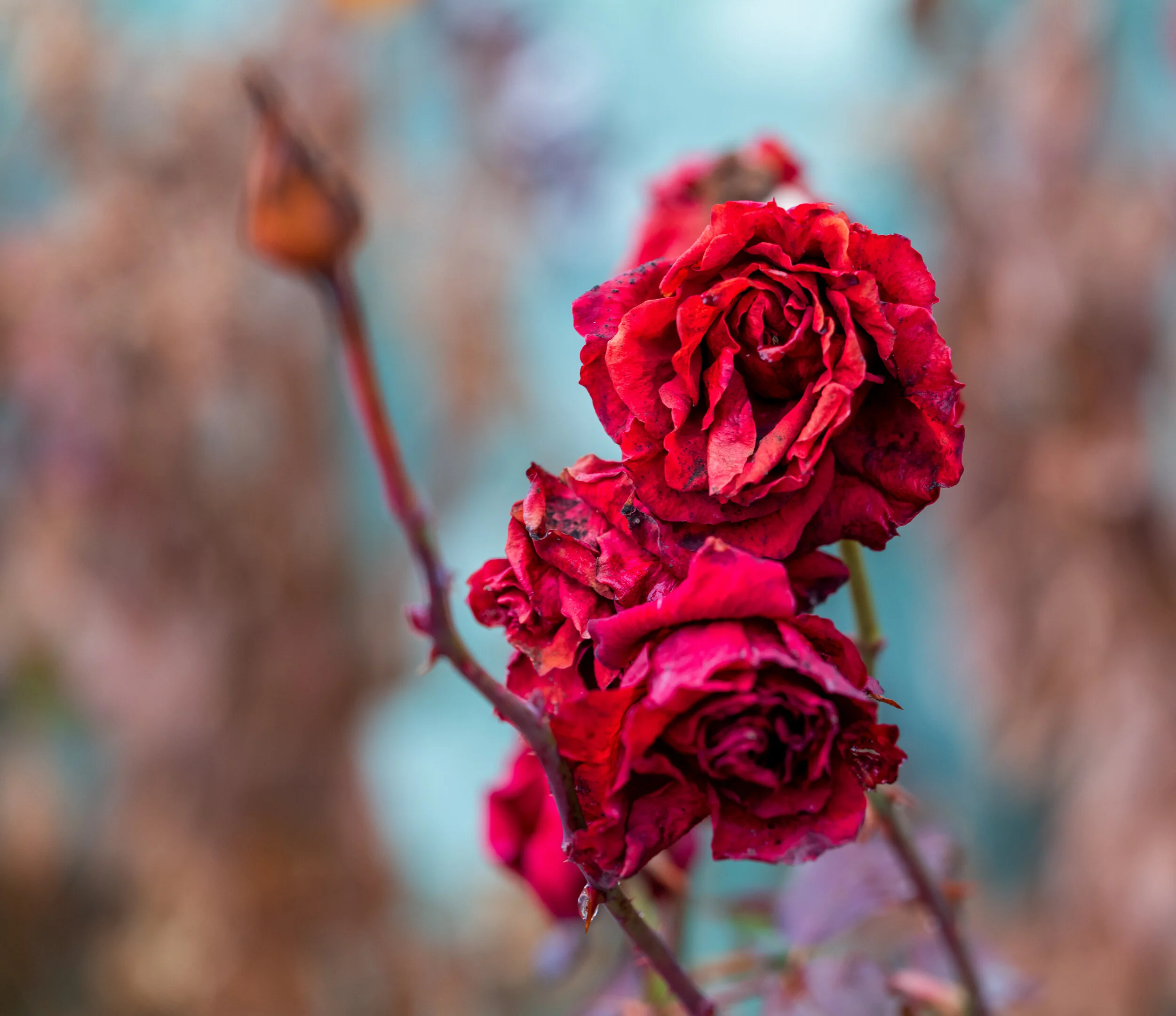 20210103-L1000479-Edit.jpg