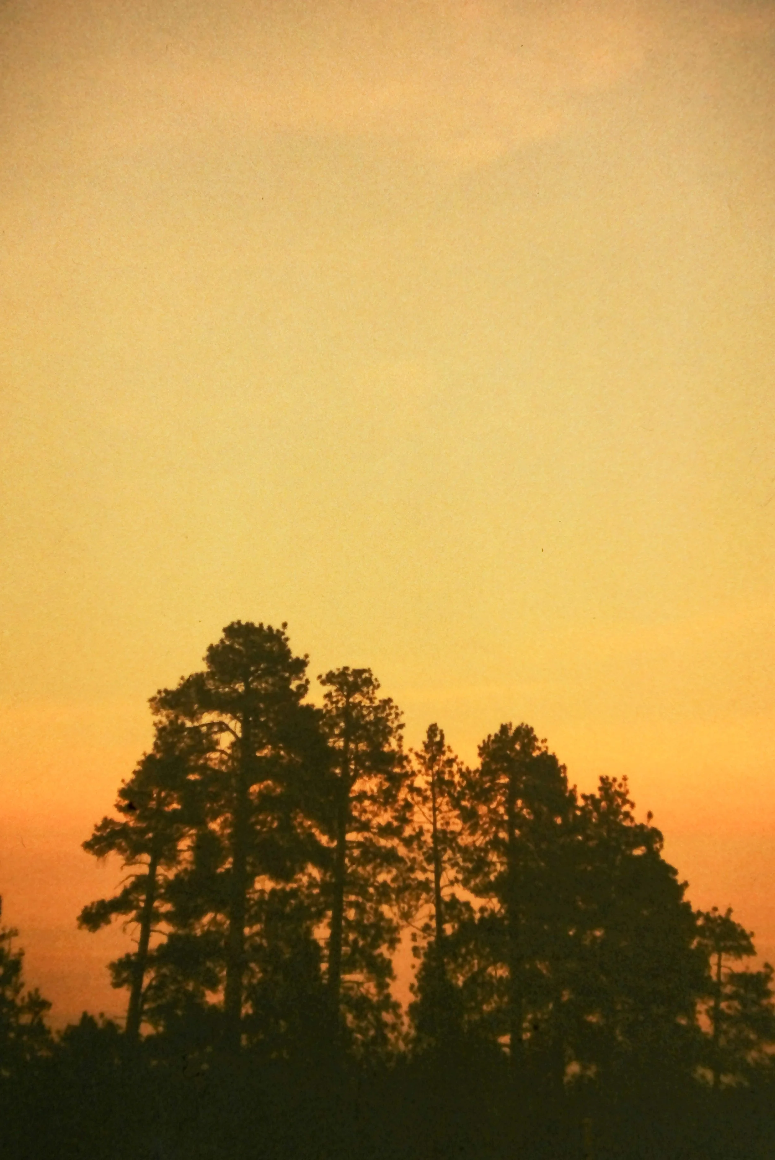 IMAG0035.jpg