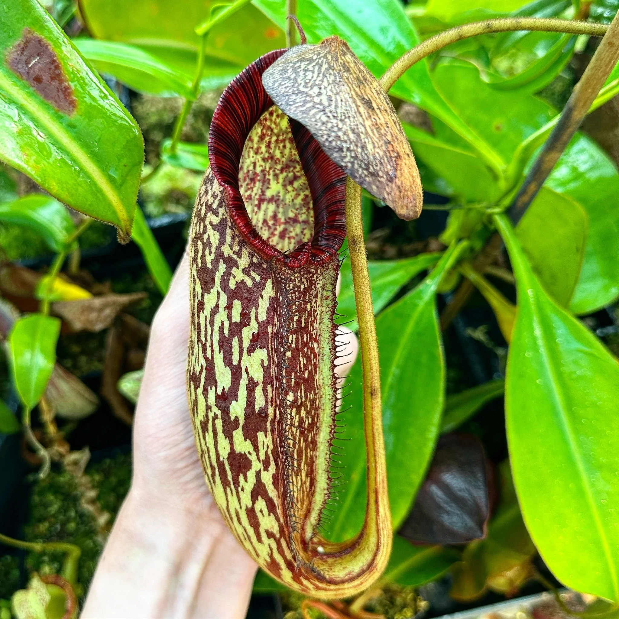 WhatsApp Image 2024-09-05 at 12.47.16_c4d8a084.jpg