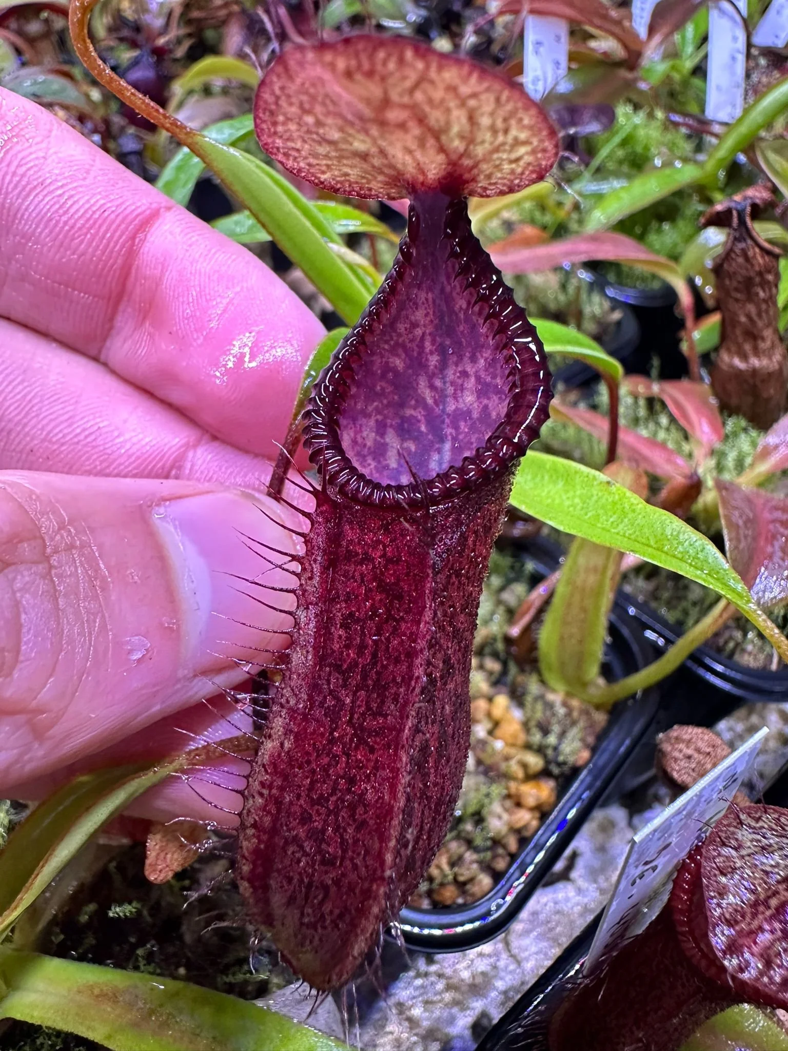 WhatsApp Image 2024-09-05 at 12.47.13_60510f80.jpg