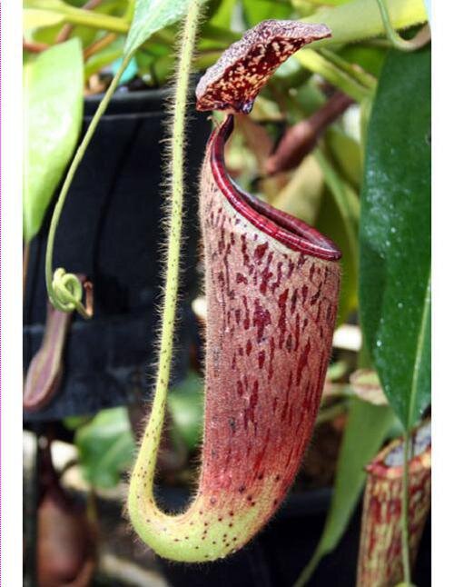 BE-3766a upper pitcher.jpg
