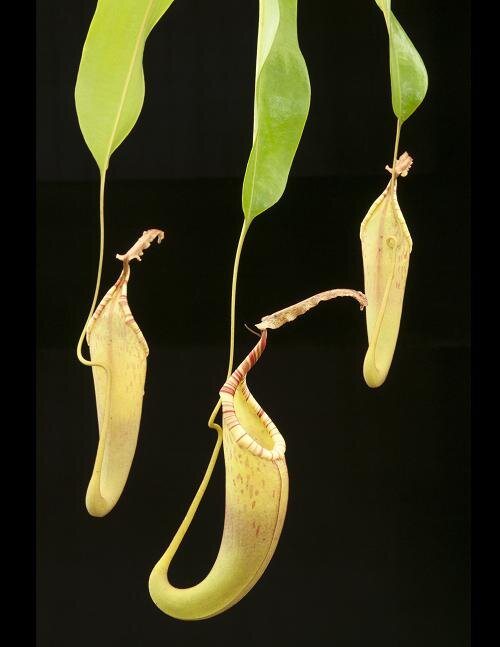 BE-3070b representative upper pitchers.jpg