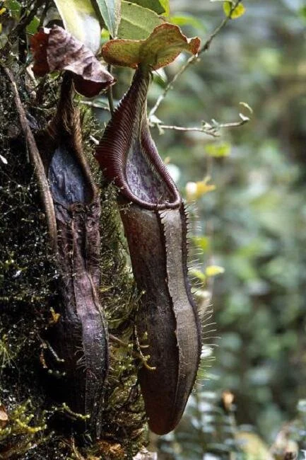 BE-3925a lower pitcher in habitat.jpg