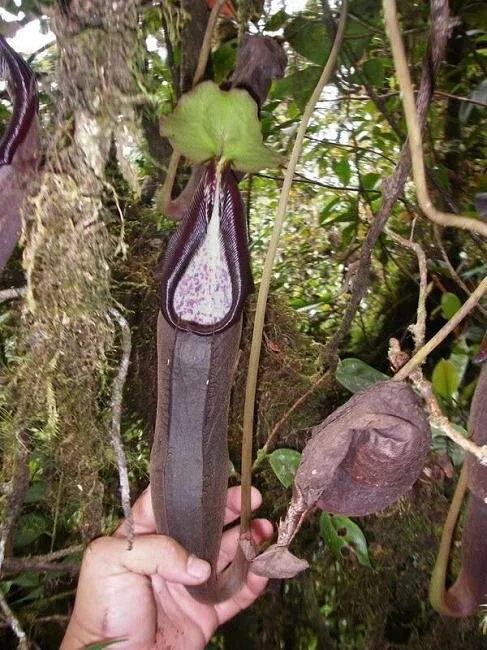 BE-3925b lower pitcher in habitat.jpg