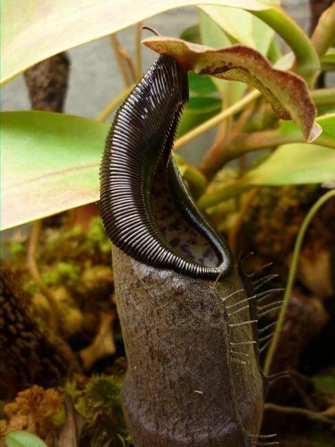 BE-3925c lower pitcher in habitat.jpg