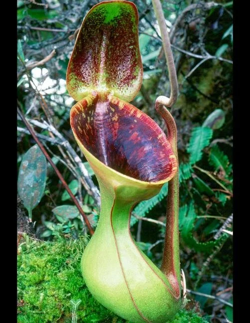 BE-3100a upper pitcher in habitat.jpg