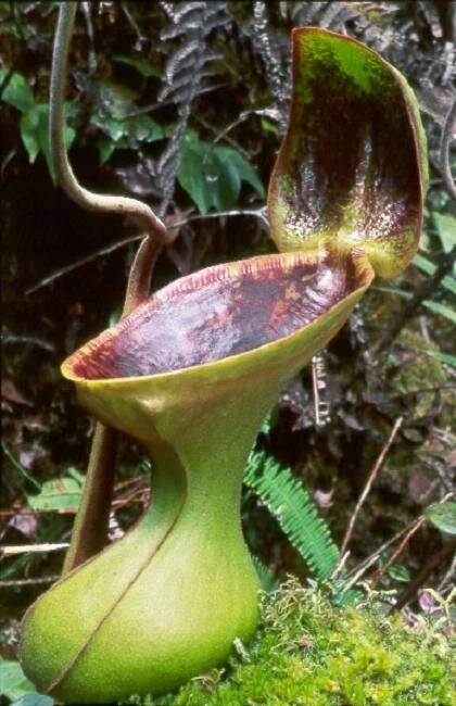 BE-3100d upper pitcher in habitat.jpg