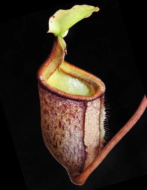 BE-4013b representative pitcher.JPG