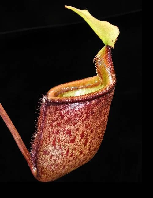 BE-4013c representative pitcher.JPG