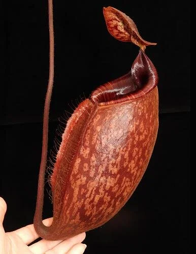 BE-4025b representative pitcher.JPG