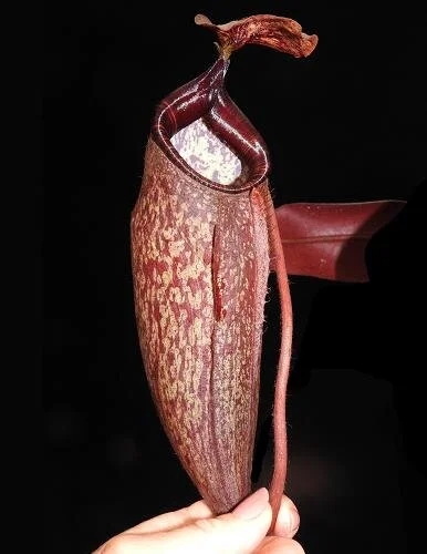 BE-4025c representative pitcher.JPG