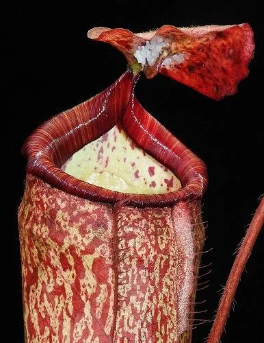 BE-4025d representative pitcher.jpg