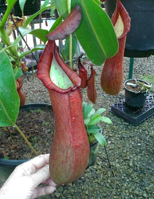 BE-3135c intermedate pitcher.JPG