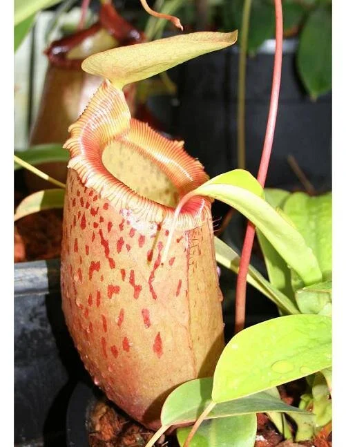 BE-3164c representative pitcher.jpg