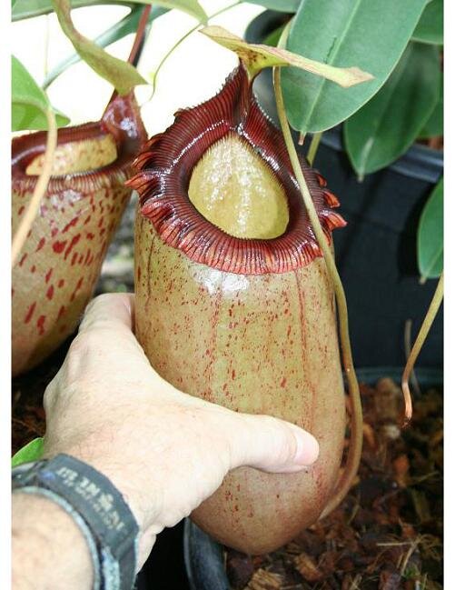 BE-3164d representative pitcher.jpg