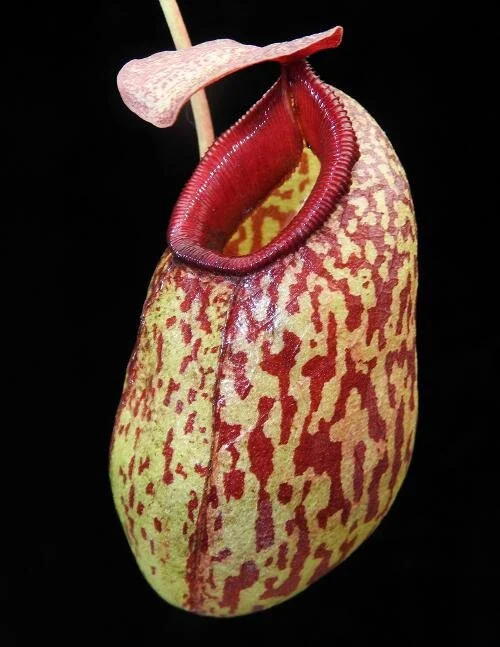 BE-3683b another form.JPG