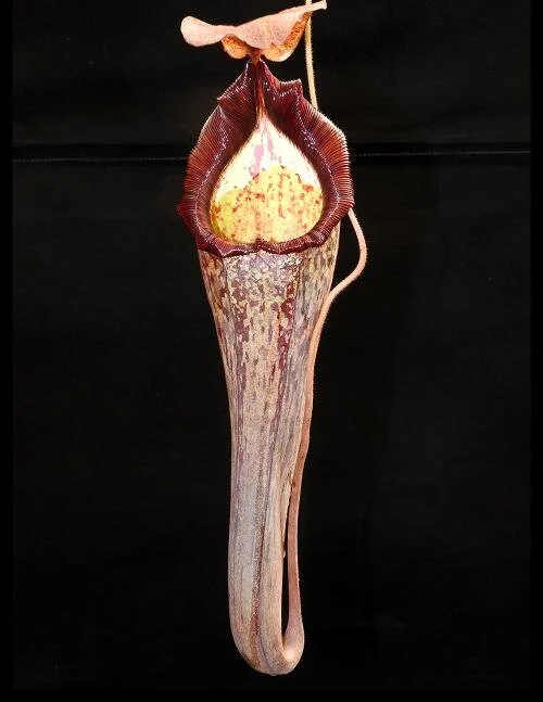 BE-3400b representative intermediate pitcher.JPG