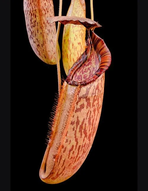 BE-3400c representative lower pitcher.jpg