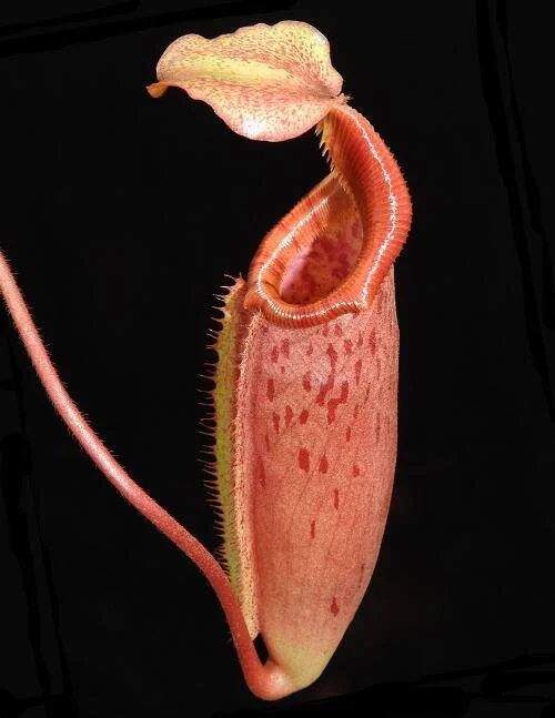 BE-3910a juvenile pitcher.JPG