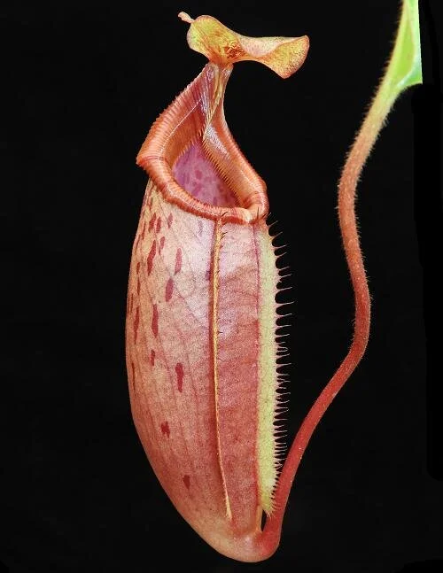 BE-3910b juvenile pitcher.JPG