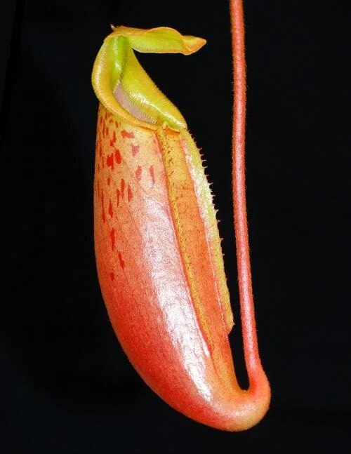 BE-3910c juvenile immature pitcher.JPG