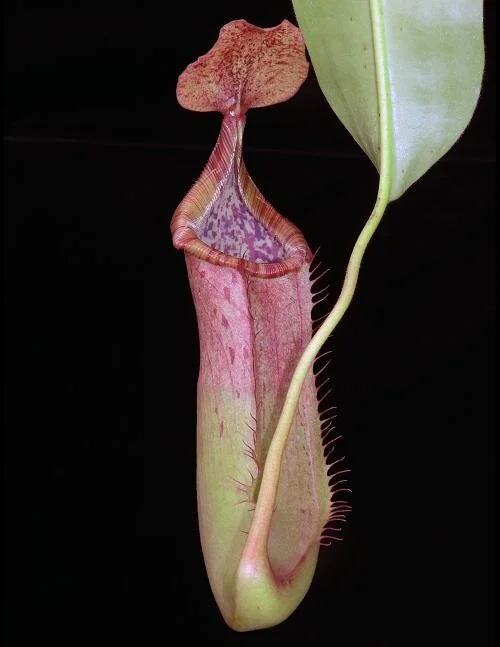 BE-3844b juvenile representative pitcher.JPG